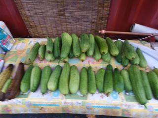 유외선님의 들깨 · 자유게시판 작성글 사진