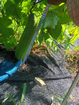 유외선님의 들깨 · 자유게시판 작성글 사진