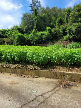 조광현님의 들깨 · 자유게시판 작성글 사진