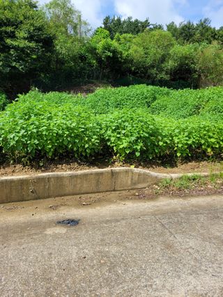 조광현님의 들깨 · 자유게시판 작성글 사진