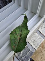 팜모닝 기타작물·병해충상담 게시글 이미지