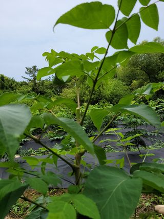 채수용님의 두릅 · 병해충상담 작성글 사진