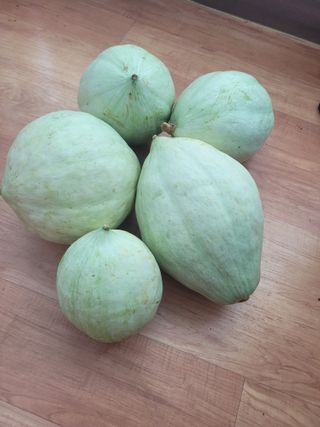 김응택님의 호박 · 자유게시판 작성글 사진