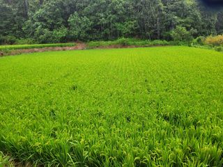 아리랑님의 벼 · 자유게시판 작성글 사진