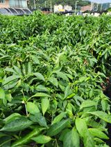 팜모닝 고추·병해충상담 게시글 이미지