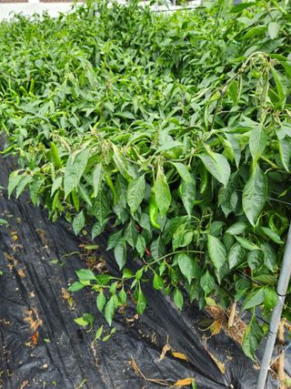 진위님의 고추 · 병해충상담 작성글 사진