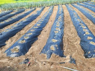 남궁. 정님의 배추 · 영농일지 작성글 사진