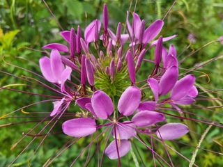 들꽃농장님의 자유주제 · 자유게시판 작성글 사진