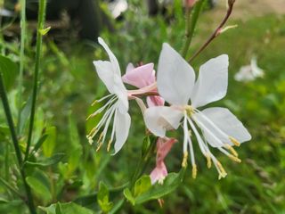 들꽃농장님의 자유주제 · 자유게시판 작성글 사진