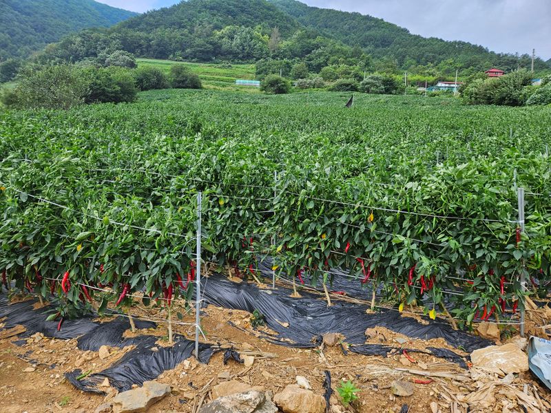알 수 없음님의 장터 판매 상품 [고추] 첨부 사진