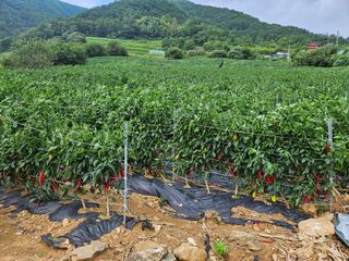 알 수 없음님의 작성글 사진