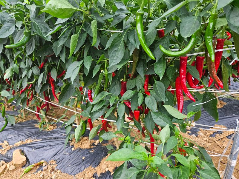 알 수 없음님의 장터 판매 상품 [고추] 첨부 사진