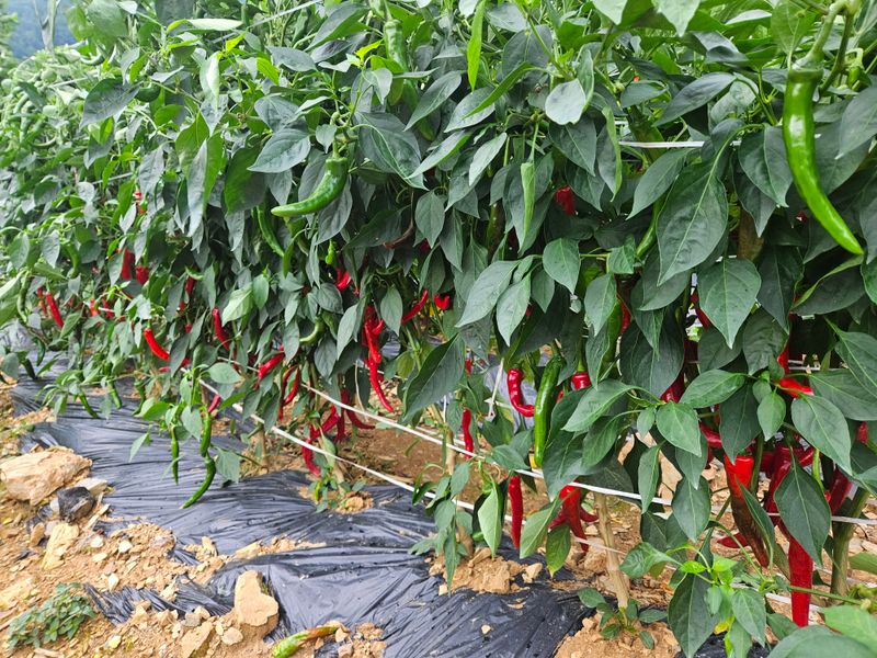 알 수 없음님의 장터 판매 상품 [고추] 첨부 사진