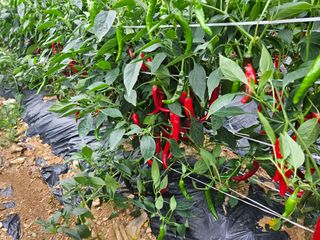 알 수 없음님의 작성글 사진