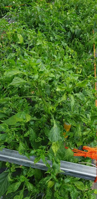 왕초보님의 고추 · 병해충상담 작성글 사진