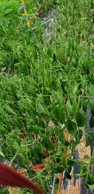 왕초보님의 고추 · 병해충상담 작성글 사진