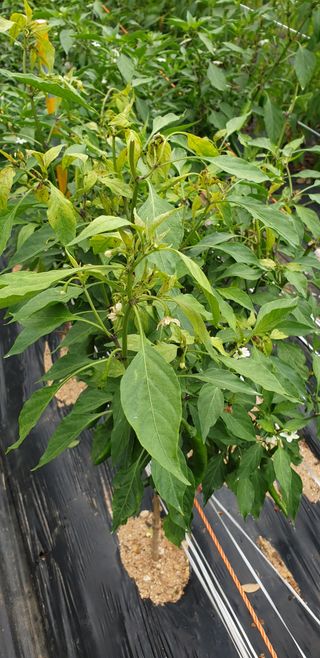 왕초보님의 고추 · 병해충상담 작성글 사진