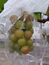 팜모닝 포도·자유게시판 게시글 이미지