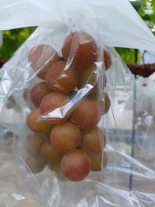 삼남매아빠님의 포도 · 자유게시판 작성글 사진