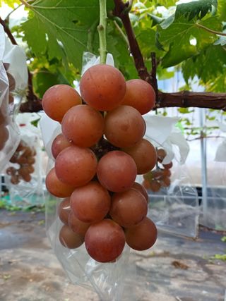 삼남매아빠님의 포도 · 자유게시판 작성글 사진