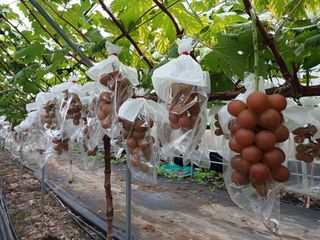 삼남매아빠님의 포도 · 자유게시판 작성글 사진