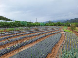 양성근님의 배추 · 파종•정식 작성글 사진
