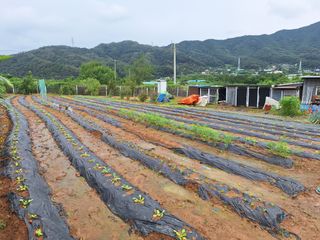 양성근님의 배추 · 파종•정식 작성글 사진