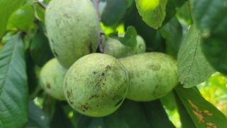 나산 블루베리농원님의 자유주제 · 자유게시판 작성글 사진