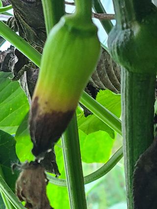 고추농사 25414님의 O학년 △반 이세요? · 참여글 작성글 사진