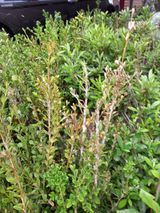 팜모닝 기타작물·병해충상담 게시글 이미지