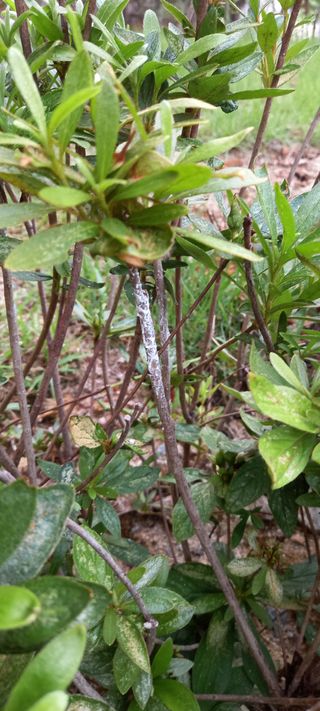 세종감자님의 기타작물 · 병해충상담 작성글 사진