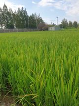 팜모닝 벼·자유게시판 게시글 이미지