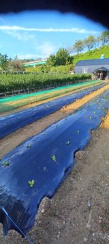 팜모닝 O학년 △반 이세요?·참여글 게시글 이미지