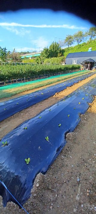 신분도님의 O학년 △반 이세요? · 참여글 작성글 사진