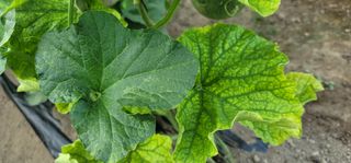 김창후님의 기타작물 · 병해충상담 작성글 사진