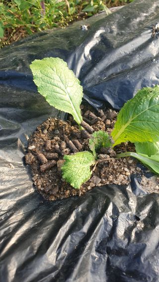 박선화님의 배추 · 비료•농약 작성글 사진