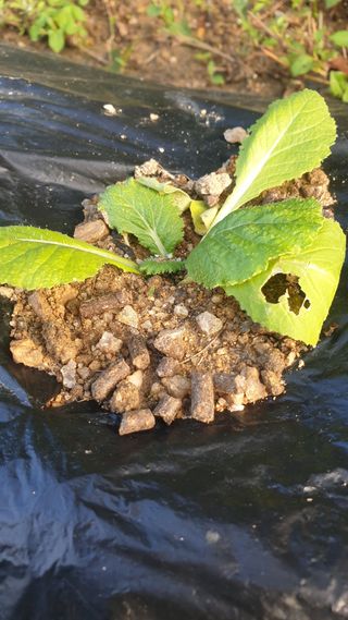 박선화님의 배추 · 비료•농약 작성글 사진