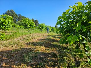 신이내린오디 정가네님의 기타작물 · 영농일지 작성글 사진