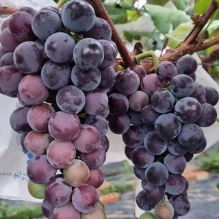 솔숲농원님의 포도 · 자유게시판 작성글 사진