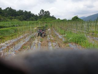 유영선님의 참깨 · 영농일지 작성글 사진