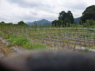 유영선님의 참깨 · 영농일지 작성글 사진