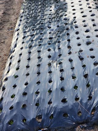 강동신님의 기타작물 · 자유게시판 작성글 사진