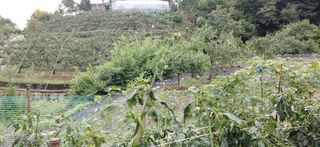 달맛햇복숭아농원님의 고추 · 병해충상담 작성글 사진