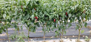 달맛햇복숭아농원님의 고추 · 병해충상담 작성글 사진