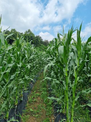 이완구님의 O학년 △반 이세요? · 참여글 작성글 사진