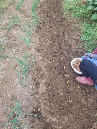 구평쿠키요정님의 고추 · 영농일지 작성글 사진