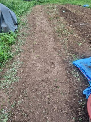 구평쿠키요정님의 고추 · 영농일지 작성글 사진