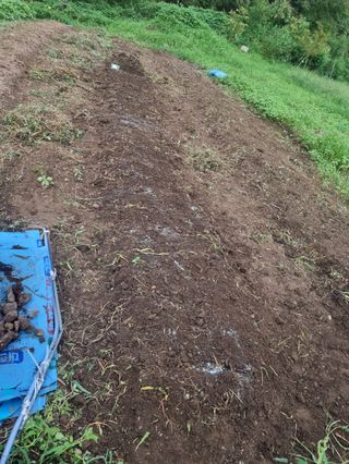 구평쿠키요정님의 고추 · 영농일지 작성글 사진