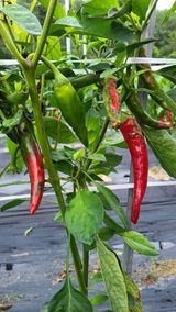 팜모닝 고추·병해충상담 게시글 이미지