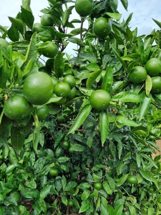 박종례님의 자유주제 · 자유게시판 작성글 사진